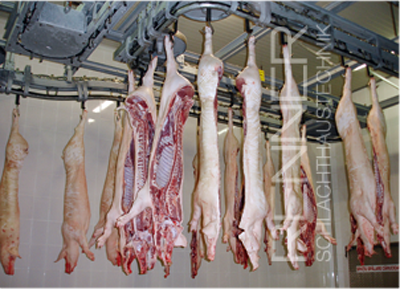 Fördersysteme zur Schnellabkühlung von Rindern, Schweinen und Schafen