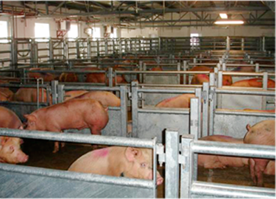 Tierschutzgerechte Stallanlagen mit Schweinen